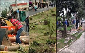 VECINOS SE ENFRENTAN A POLICÍAS PARA DETENER TALA DE ÁRBOLES EN ATIZAPÁN (Estado de México)