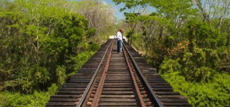 Pasos de fauna del Tren Maya serían construidos después de atropellamientos de animales, denuncian