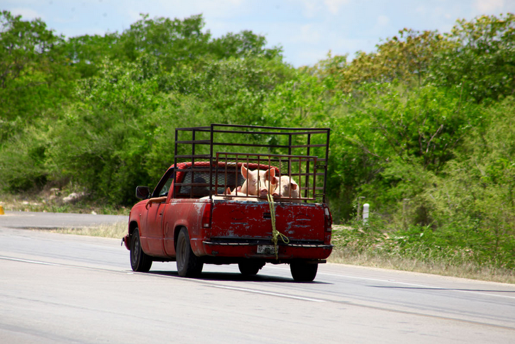 Población maya paraliza granja de cerdos que contamina Chapab (Yucatán)