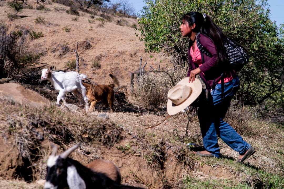 Urgente: Atacan nuevamente con armas de fuego a comuneros de Cuatro Venados, Oaxaca