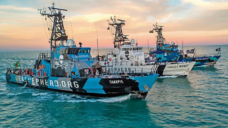 Sea Shepherd: un poder internacional (Baja California)