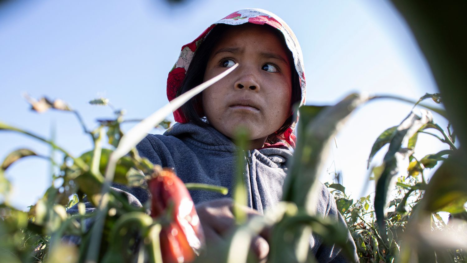 Explotación infantil: la niña rarámuri que perdió su edad recolectando chiles