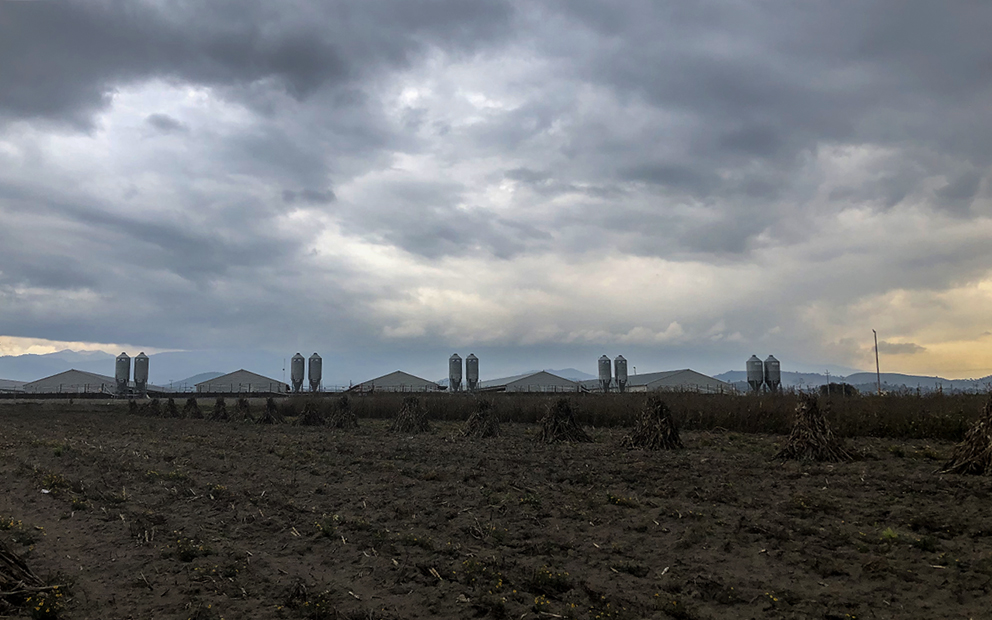 La guerra de San Antonio de las Cuchillas contra una granja de cerdos (Puebla)