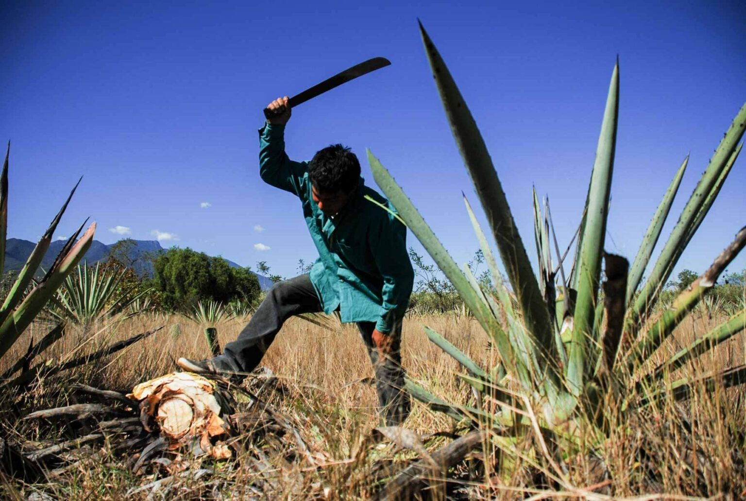 Las nuevas fronteras para la acumulación de la industria del agave en la región mixteca (Oaxaca)