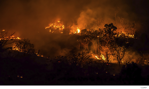 El Consejo Regional Wixárika exige a la Federación y al estado apoyo a las comunidades afectadas por incendio forestal (San Luis Potosí)