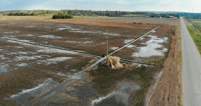 El cultivo de arroz en Hopelchén, Campeche: perjudicial para sus habitantes