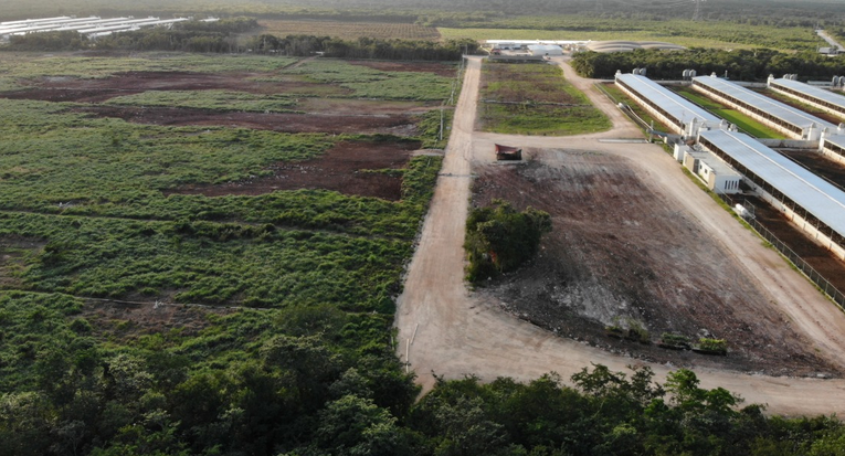 Otro triunfo de Chapab, paralizaron la magagranja de cerdos (Yucatán)