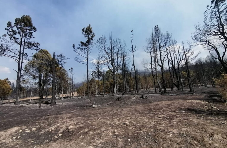 Fuego, saqueo e indiferencia consumen a la Sierra Tarahumara