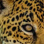 ¿Cómo afecta el Tren Maya al medio ambiente?