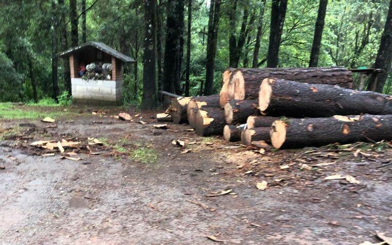 Denuncian tala inmoderada de bosque en Valle de Bravo (EdoMex)