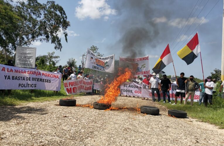 Homún se atrinchera y acusa de falsos los estudios para granja de cerdos (Yucatán)