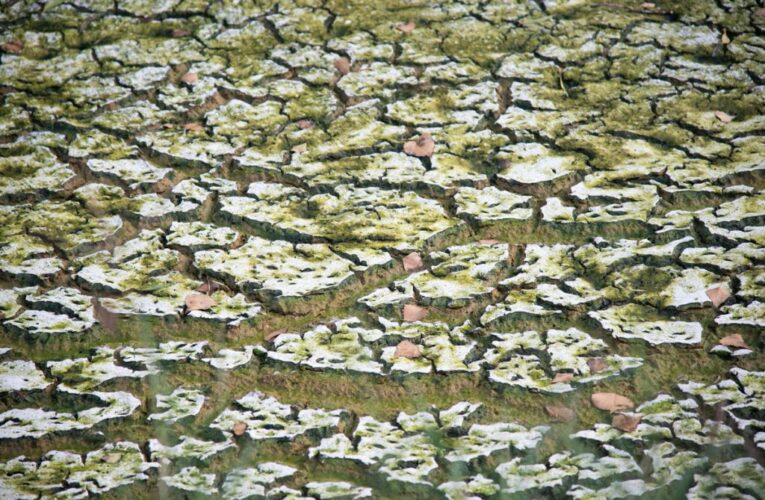 Omisiones, grasas y aceites: la historia (no) oficial entre Bafar y el Río Chuvíscar (Chihuahua)