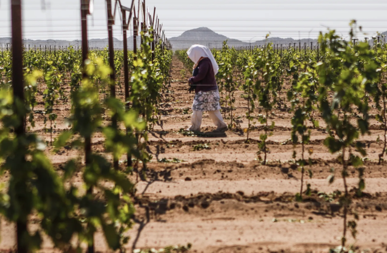 Jornaleros agrícolas, de los más vulnerados ante Covid-19