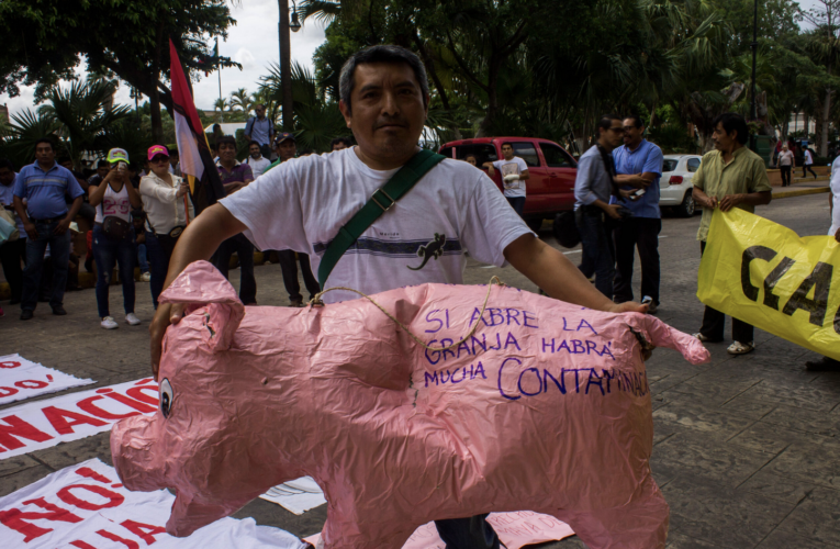 Con pruebas falsas e ilegales, pretenden reabrir megagranja de cerdos en Homún (Yucatán)