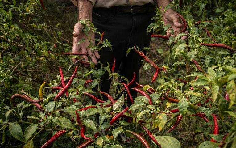 Pagan a jornaleros 5 pesos por 20 kilos de chile  (Baja California, Chihuahua, Jalisco, Michoacán, Sinaloa, Zacatecas)
