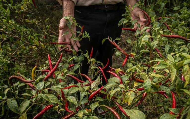 Pagan a jornaleros 5 pesos por 20 kilos de chile  (Baja California, Chihuahua, Jalisco, Michoacán, Sinaloa, Zacatecas)