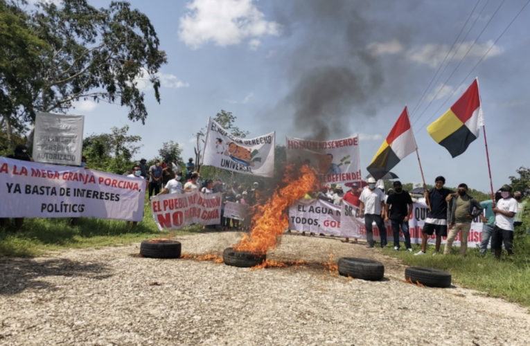 Tribunal pone en riesgo a Homún; megagranja de cerdos podría reabrir (Yucatán)