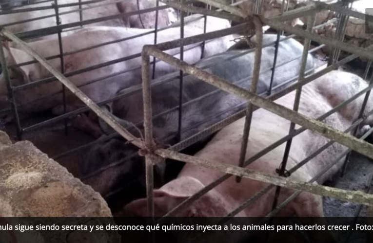 ‘Síndrome del bebé azul’, la amenaza a niños de Sitilpech a causa de la crianza de cerdos (Yucatán)