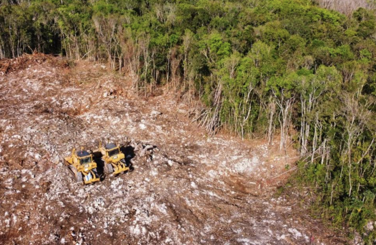 Por obras de Tren Maya, deforestación avanza en la selva