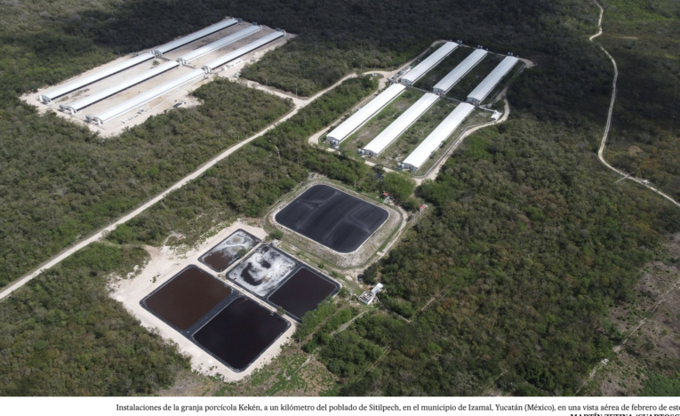 La lucha contra las granjas porcícolas de Yucatán toca a las puertas de la Suprema Corte