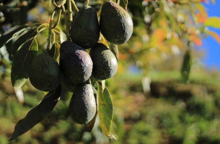 Reclamarán indígenas huertas aguacateras como zonas arqueológicas (Michoacán)