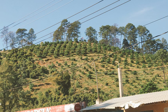 Michoacán podría perder legado de arquitectura prehispánica por huertas de aguacate