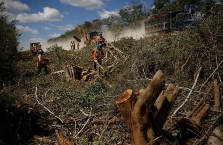 Científicos mexicanos encienden la alarma por el Tren Maya: “Viene partiendo a mitad de la selva”