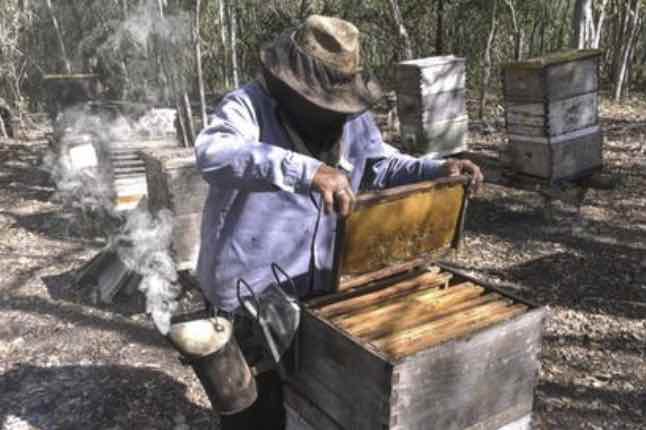 “Estamos navegando contra corriente”: Más de 20 mil apicultores de la Península de Yucatán enfrentan deforestación, contaminación por plaguicidas, granjas porcícolas, robo de colmenas y ahora, poca paga por su miel