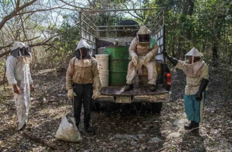 Apicultura maya, seriamente amenazada por las megagranjas