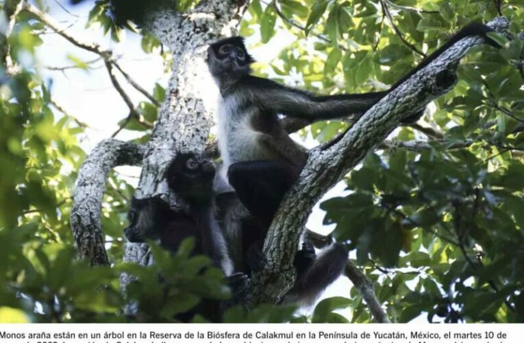 La selva de Calakmul, el nuevo foco rojo del Tren Maya