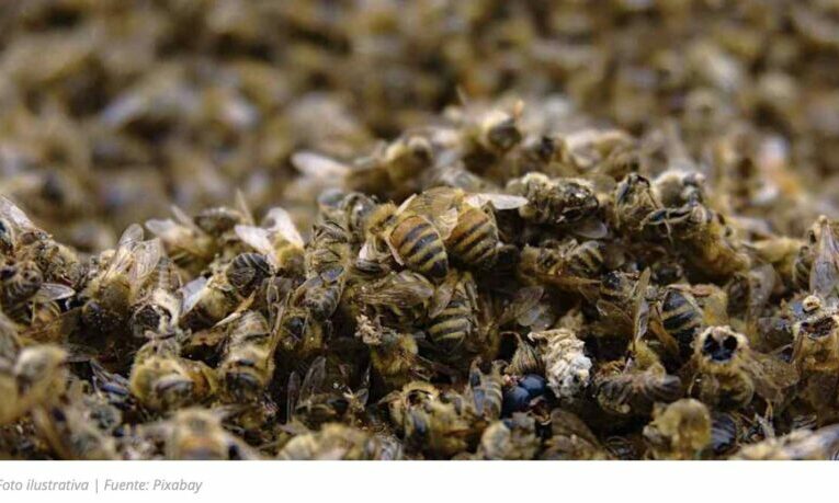 Campeche: Reportan muerte masiva de abejas por fumigación con agrotóxicos