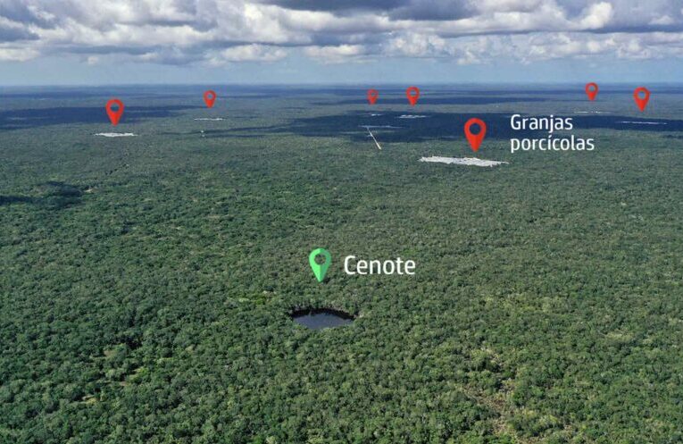 Granja porcícola contaminó acuíferos en Yucatán