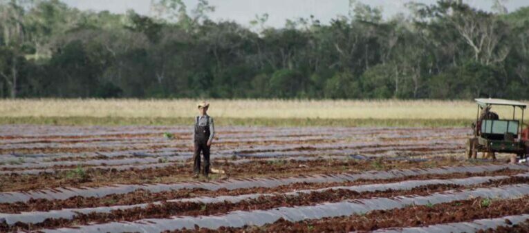 Soya: la agroindustria que arrasa con la selva maya