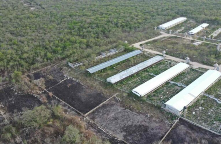 Persecuciones, autoincendios y agua contaminada, la realidad de las megagranjas de los Loret de Mola en Yucatán