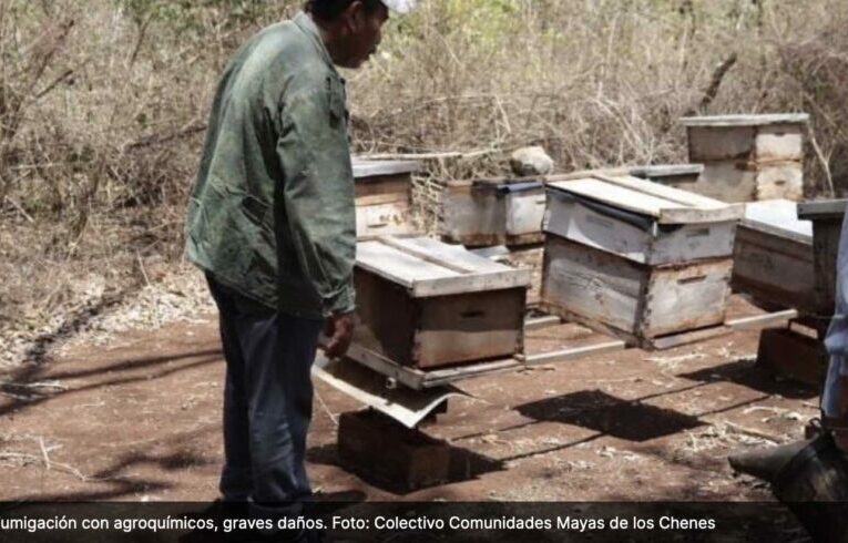 Apicultores mayas de Campeche denuncian incumplimiento de suspensiones de amparos