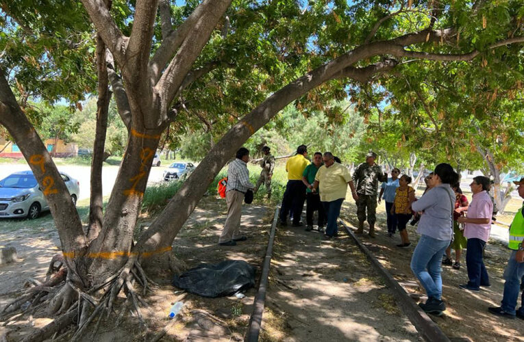 Derribarán 200 árboles para construir obra de Corredor Interoceánico (Oaxaca)