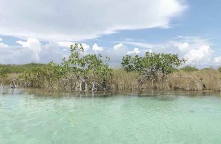 Juzgado Federal frena a Bachoco en Yucatán