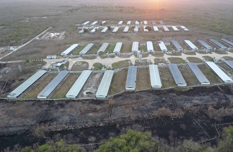 Mayas desconocen acuerdo para ordenar industria porcícola. “Parece que los indígenas somos la comunidad a vencer”