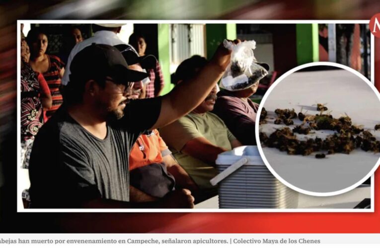 Denuncian nuevo envenenamiento y muerte masiva de abejas en Hopelchén, Campeche