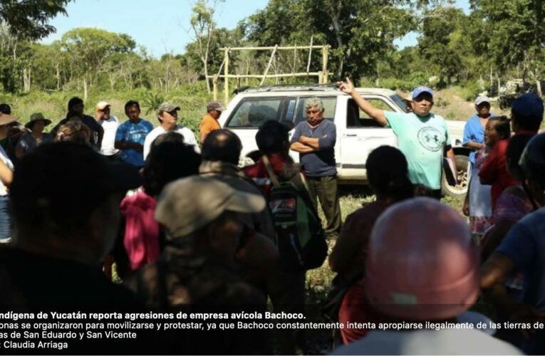 Hunucmá, el pueblo indígena en guerra contra empresa avícola en Yucatán; reporta agresiones