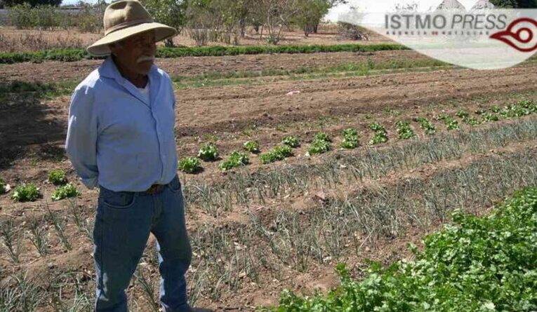 Campesinos de Oaxaca se resisten ante el cambio climático “Aunque sea una décima parte, pero sembramos”