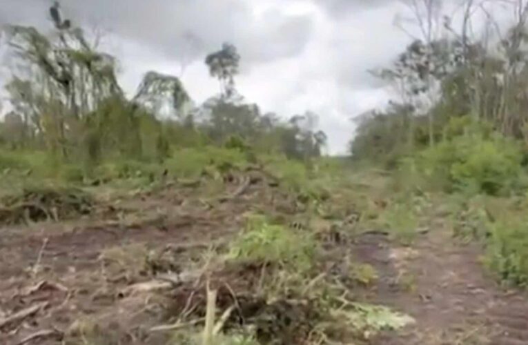 Menonitas arrasan selva y vestigios arqueológicos en Campeche, en la recién creada reserva natural de Balam Kin