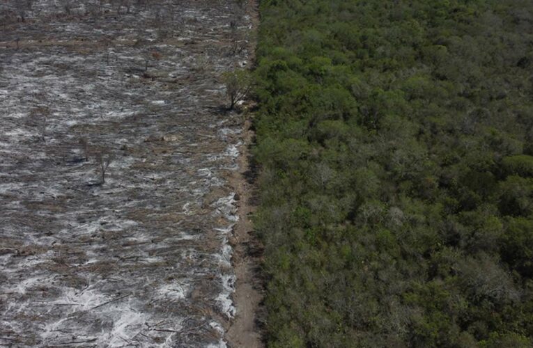 Las abejas de Yucatán, muy cerca de extinguirse por la deforestación y los venenos del agronegocio