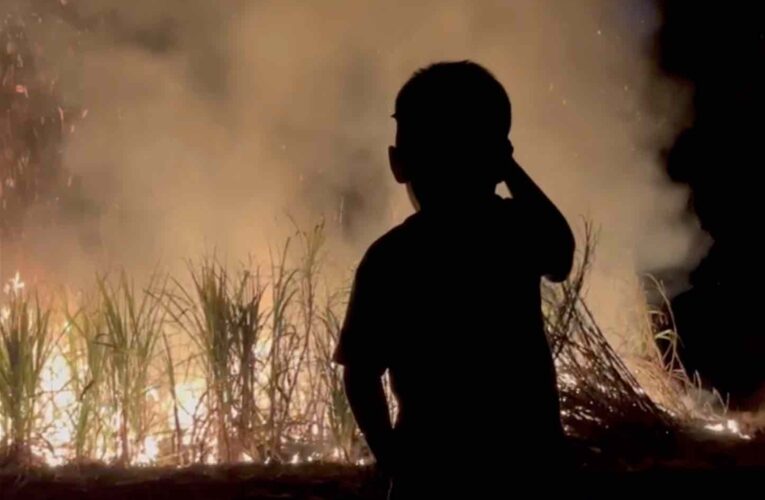 Alertan por daño ambiental en zona cañera de Quintana Roo