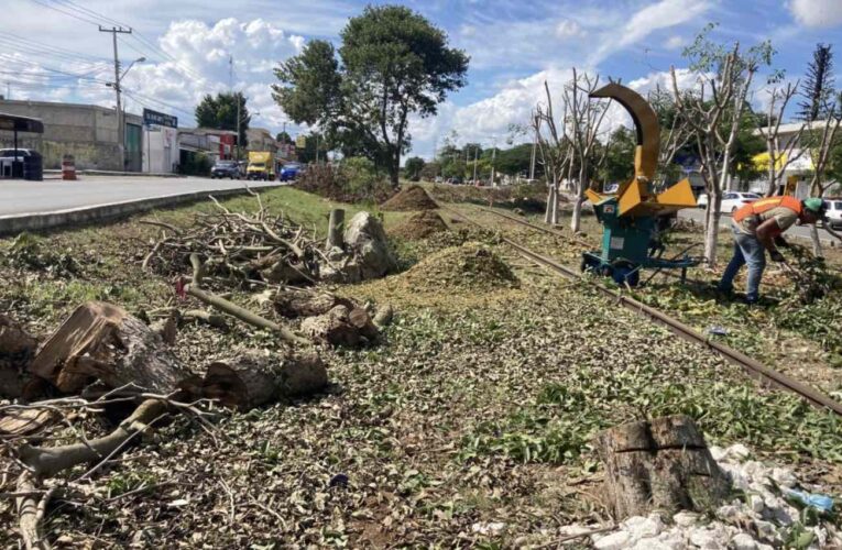 En cuatro años, se han perdido 285 mil hectáreas de selva en la Península (Campeche, Quintana Roo, Yucatán)