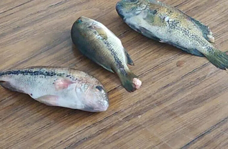En Oaxaca: peces con malformaciones, enfermedades y agua envenenada