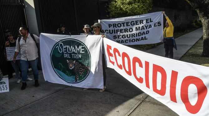 Tren Maya: más muertes de animales y la destrucción del hábitat de tortugas