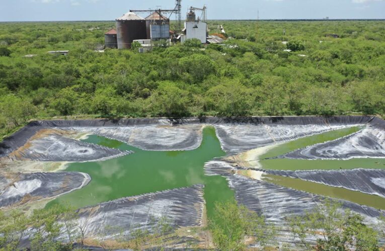 Tierra de sacrificios: cómo la producción industrial de cerdos y pollos aniquila la vida en Yucatán