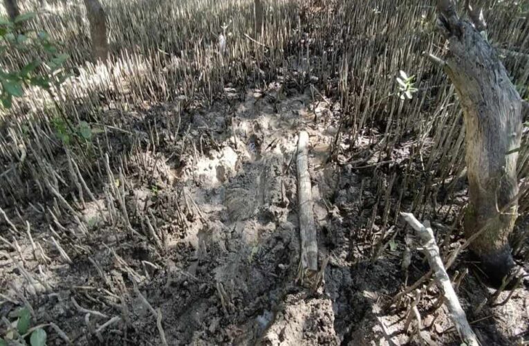 Ecocidio en Dzilam de Bravo: Arrasan con árboles de mangle blanco (Yucatán)