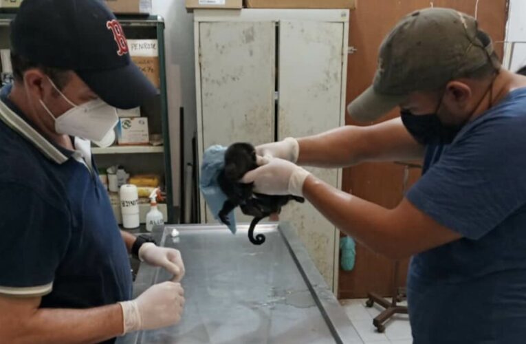 A la par del Tren Maya se dispara el tráfico de especies